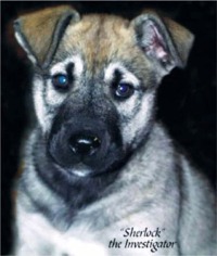 "Sherlock" The Investigator - Puppy Photo